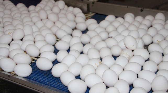 Bakan Fakıbaba: Türkiye’de fipronilli yumurta yok