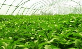 Trabzon'da şekere alternatif bitki üretim denemesi