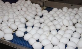 Bakan Fakıbaba: Türkiye'de fipronilli yumurta yok